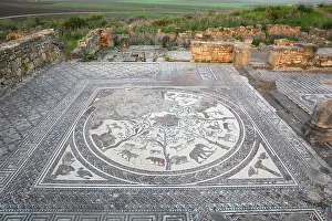 Interlacing: Orpheus surrounded by animals mosaic, House of