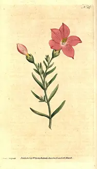 Shrubby: Orphium frutescens