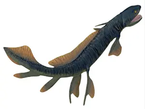 Slender: Orthacanthus prehistoric shark, white background
