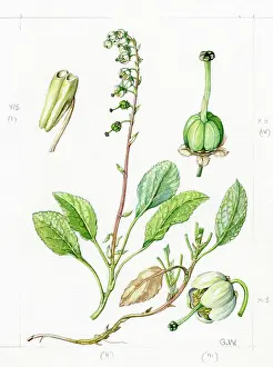 Gwen: Orthilia secunda - sidebells wintergreen