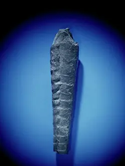 Ordovician: Orthoceras, nautiloid