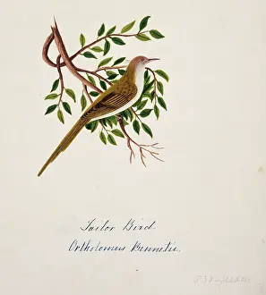 Bushby: Orthotomus sutorius, common tailorbird