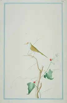 1722 C: Orthotomus sutorius, common tailorbird
