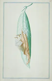 1722 C: Orthotomus sutorius, common tailorbird nest