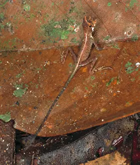 Iguania: Ortocryptis weigmani, lizard