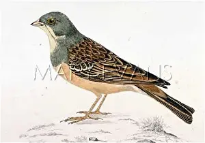 Emberiza: ORTOLAN (MORRIS)