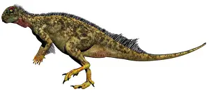 Cenomanian: Oryctodromeus dinosaur, side view on white background