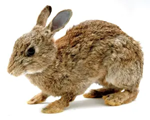 Lagomorpha: Oryctolagus cuniculus, European rabbit