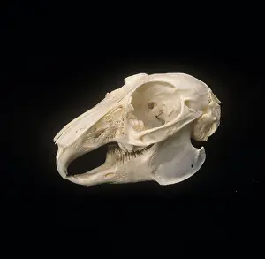 Lagomorpha: Oryctolagus cuniculus, European rabbit