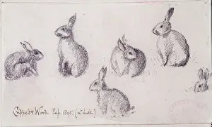 Lagomorpha: Oryctolagus cuniculus, European rabbit