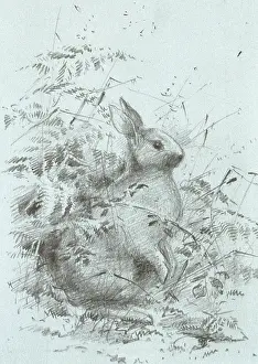 Lagomorpha: Oryctolagus cuniculus, European rabbit