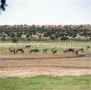 Antelopes: ORYX ANTELOPES