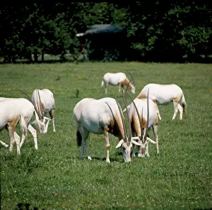 Scimitar: Oryx dammah, scimitar-horned oryx