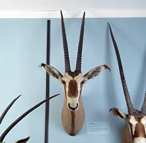Oryx: Oryx gazella, gemsbok