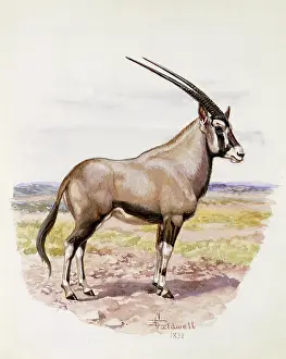 Weich: Oryx (Gemsbok), 1898