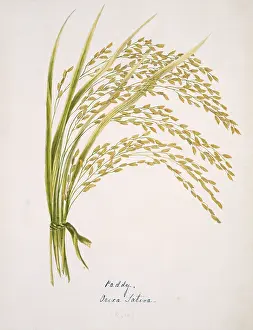 Paddy: Oryza sativa, common rice