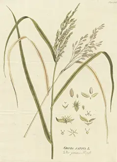 Sativa: Oryza sativa, common rice