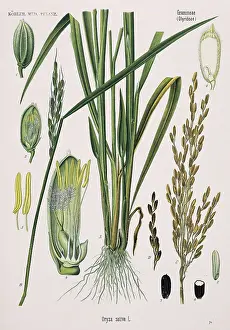 Sativa: Oryza sativa, rice