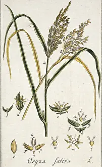 Sativa: Oryza sativa, rice