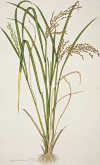Fleming: Oryza sativa, rice