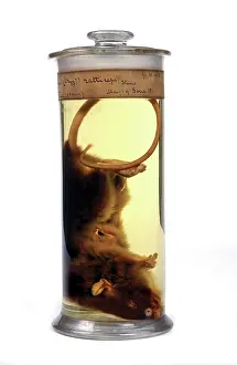 Paraguayan: Oryzomys ratticeps, rice rat