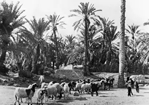 Siwa: Osa Siwa, 1942