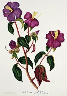 Maroon: Osbeckia chinensis
