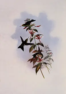 Emerald: Osbert's Emerald, Chlorostilbon Osberti