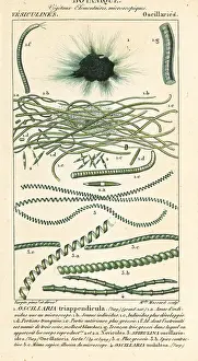 Stipple: Oscillaria and Spirulina species
