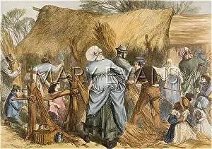 Osier: OSIER STRIPPING 1872
