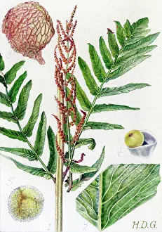 Regalis: Osmunda regalis