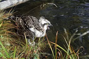 Osprey: Osprey, 1986