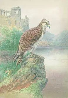Osprey: Osprey