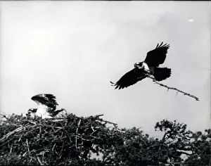 Osprey: Osprey chicks and mother, Loch Garten, Strathspey, Scotland