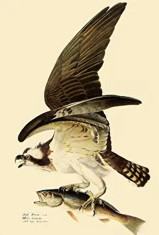 Osprey: Osprey in Flight