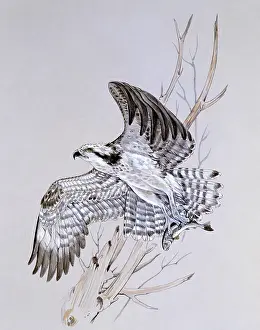 Osprey: An Osprey launches of a perch
