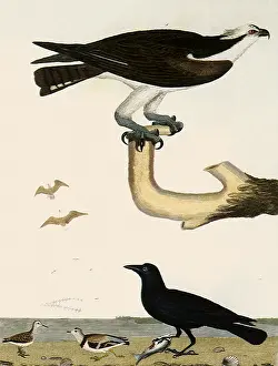 Osprey: Osprey, Sandpiper, Plover, and Fish Crow