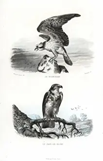 Osprey: Osprey and short-toed snake eagle