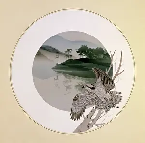 Osprey: Osprey taking flight