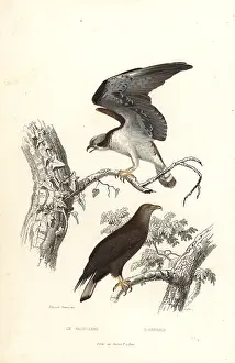 Achille Richard: Osprey and white-tailed eagle