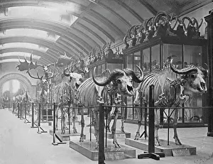 Epitheria: Osteological Gallery. 5th July 1892