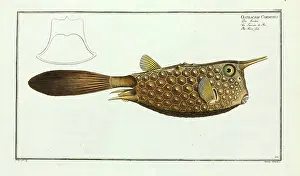 Cornutus: Ostracion cornutus (Lactoria cornuta)