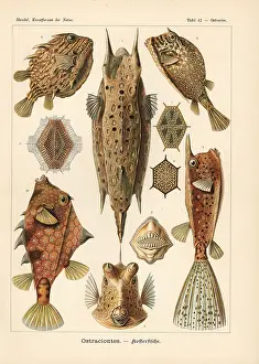 Glitsch: Ostraciontes cowfish species
