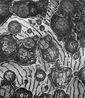 Layered: Ostracod