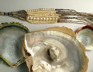 Oyster: Ostrea sp. oyster with pearls