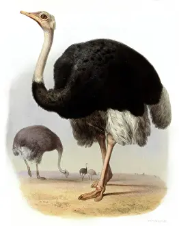 Ostriches: OSTRICH