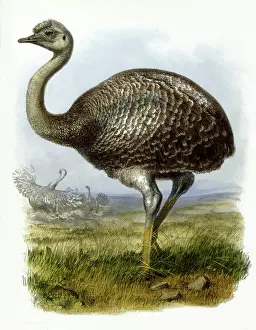 Rhea: OSTRICH