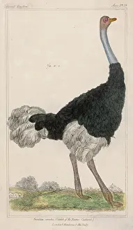 Camelus: OSTRICH