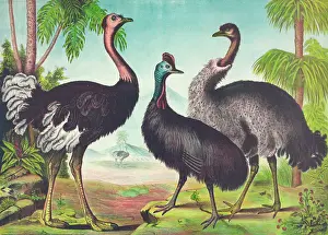 C1874: The ostrich
