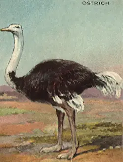 Dwellers: Ostrich